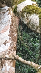 Dendrobium teretifolium aureum