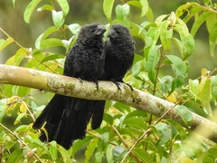 Smooth-Billed Ani photo 3