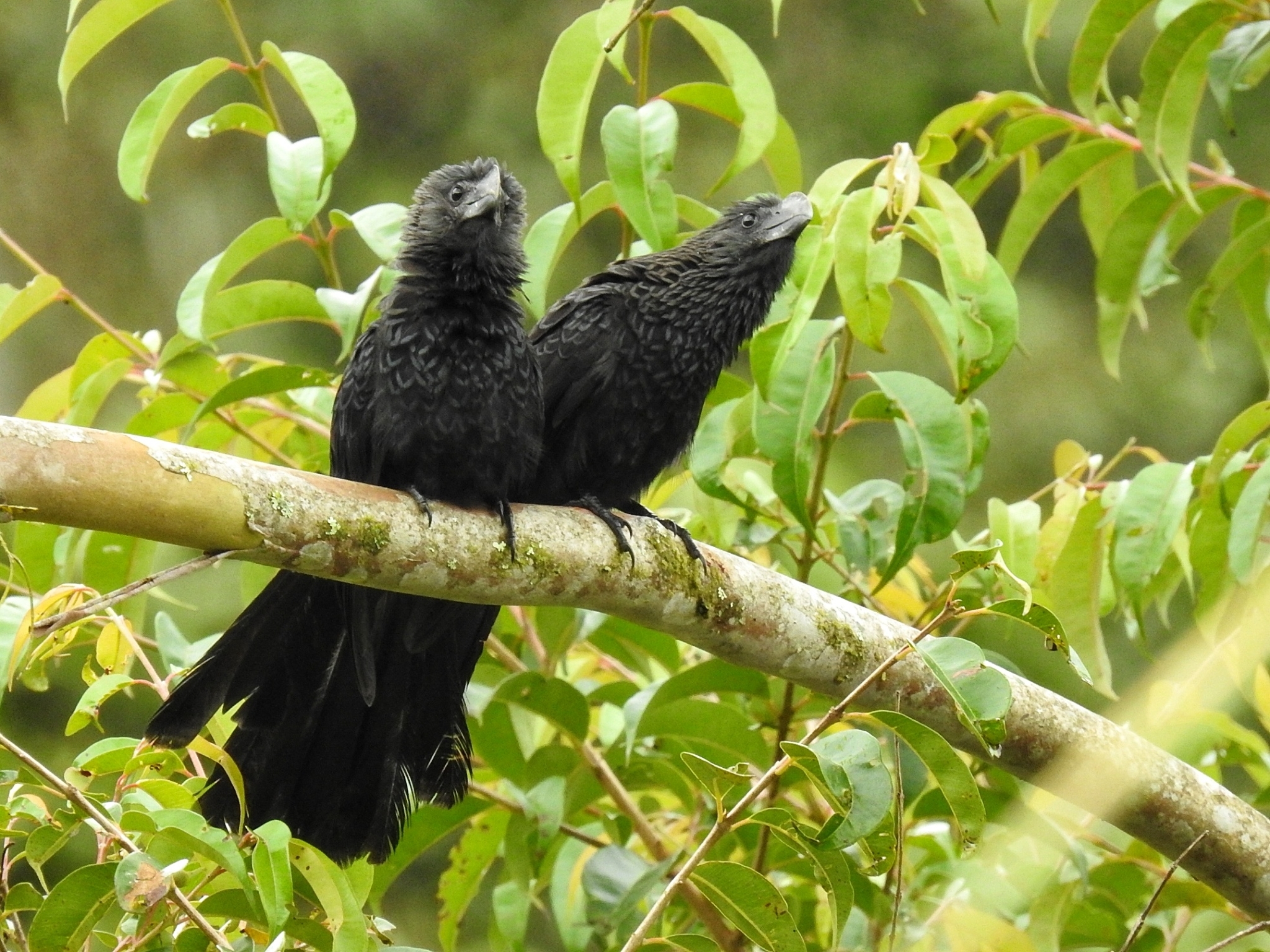 Smooth-billed Ani (Crotophaga ani)