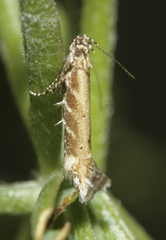 Aristotelia brizella