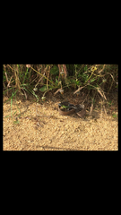 Podarcis carbonelli carbonelli