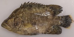 Lobotes surinamensis