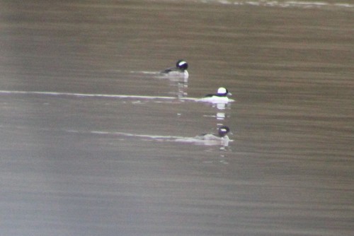 Bufflehead photographed in Kentucky