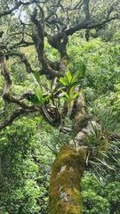 Dendrobium speciosum hillii