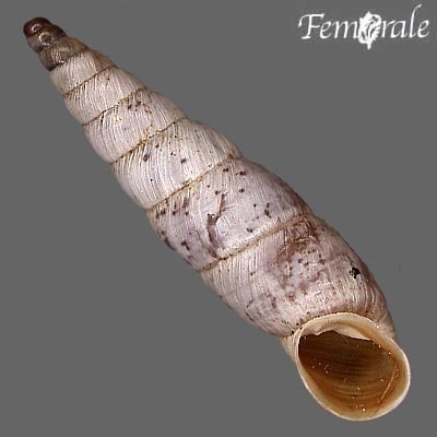 Cliff-dwelling White-Door-Snail
