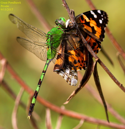 Great Pondhawk