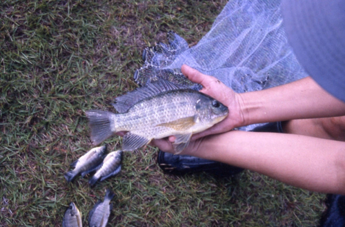 Blue tilapia (Oreochromis aureus) — Cichlidae