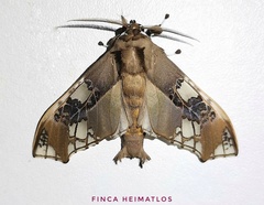 Parathyris cedonulli