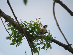 Eurocephalus anguitimens