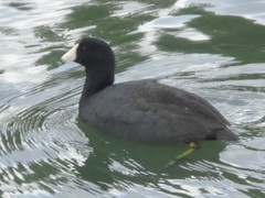 Fulica americana