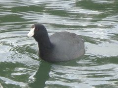 Fulica americana