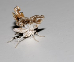 Musotima suffusalis