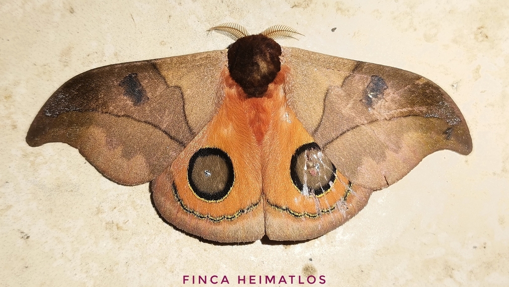 Automeris hamata