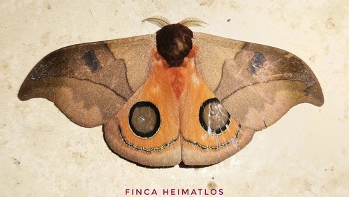Automeris hamata