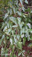 Dioscorea seriflora image