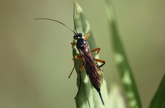 Pimpla pedalis