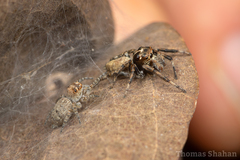 Tusitala