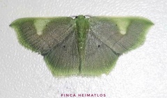 Lissocentra hydatodes
