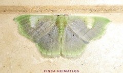 Lissocentra hydatodes