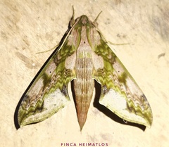Xylophanes zurcheri