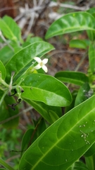 Aegiphila caymanensis