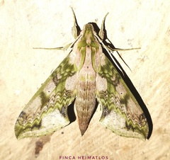Xylophanes zurcheri