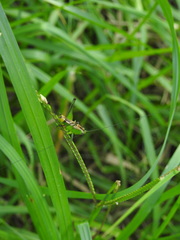Conocephalus ochrotelus