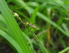 Conocephalus ochrotelus