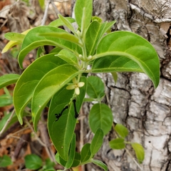 Aegiphila caymanensis