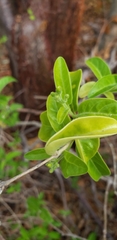 Aegiphila caymanensis