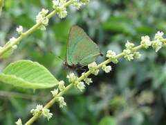 Cyanophrys argentinensis
