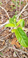 Aegiphila caymanensis