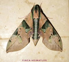 Eumorpha capronnieri