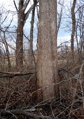 Tilia americana americana
