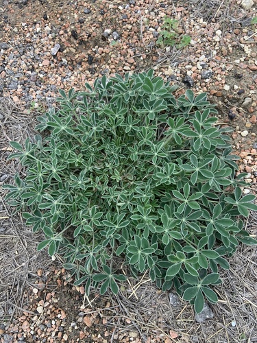 Lupinus texensis