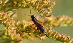 Pimpla pedalis