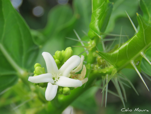 Cnidoscolus quercifolius Pohl