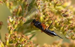 Pimpla pedalis