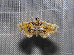 Musotima suffusalis