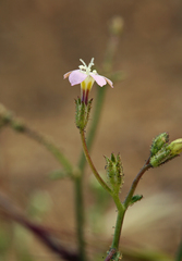 Gilia transmontana