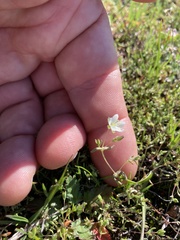 Sabulina californica