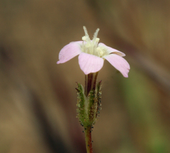 Gilia transmontana