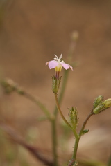 Gilia transmontana