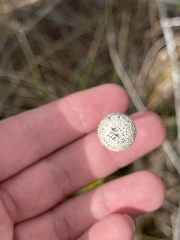 Eriocaulon decangulare image