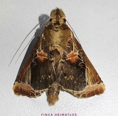 Calledema plusioides