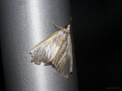 Pylartes subcostalis