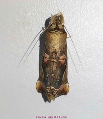 Calledema plusioides