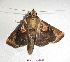 Calledema plusioides