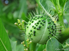 Cnidoscolus quercifolius