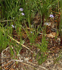 Gilia transmontana